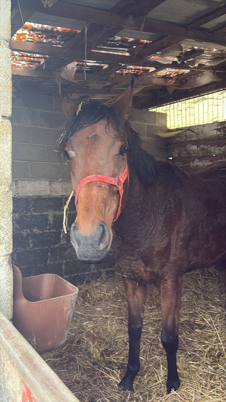 Merrie Engels volbloed Te koop 2020 Donker bruin / bai