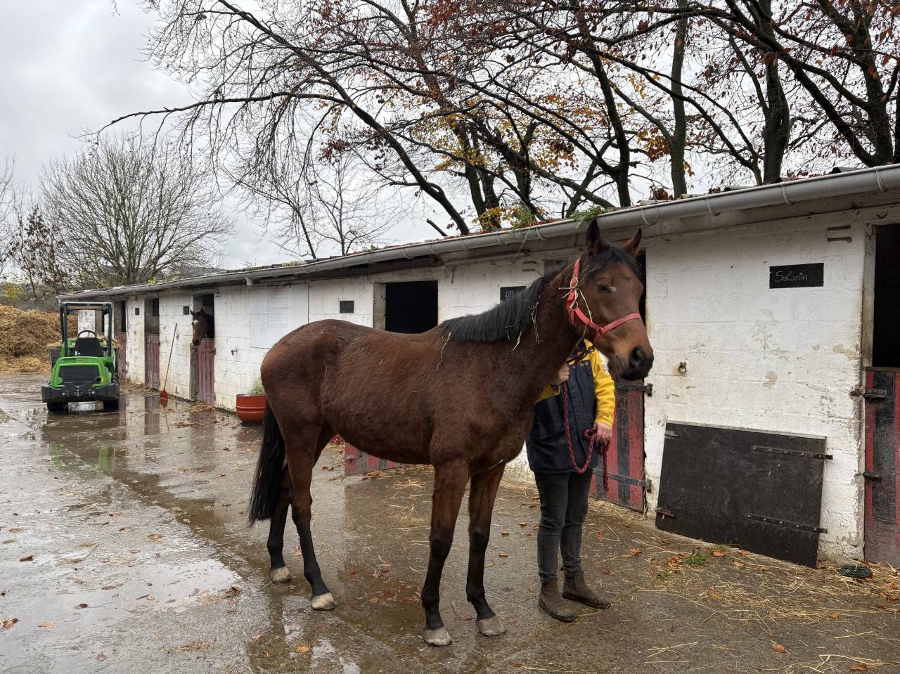 Merrie Engels volbloed Te koop 2020 Donker bruin / bai