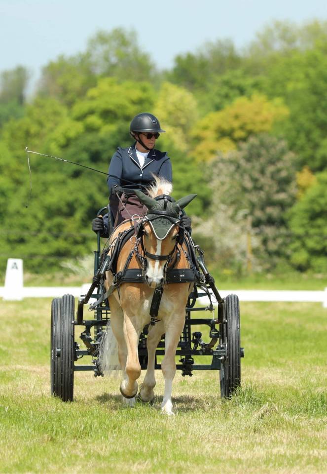 Ruin Haflinger Te koop 2016 Vos