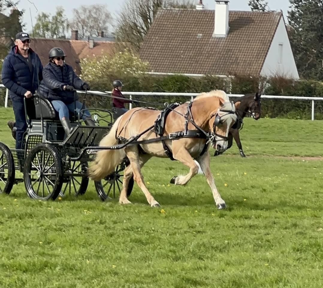 Ruin Haflinger Te koop 2016 Vos