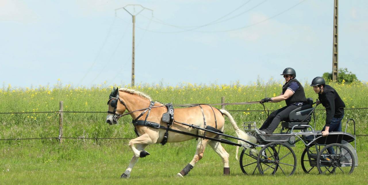 Ruin Haflinger Te koop 2016 Vos