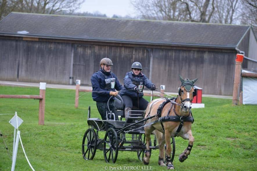 Ruin Haflinger Te koop 2016 Vos