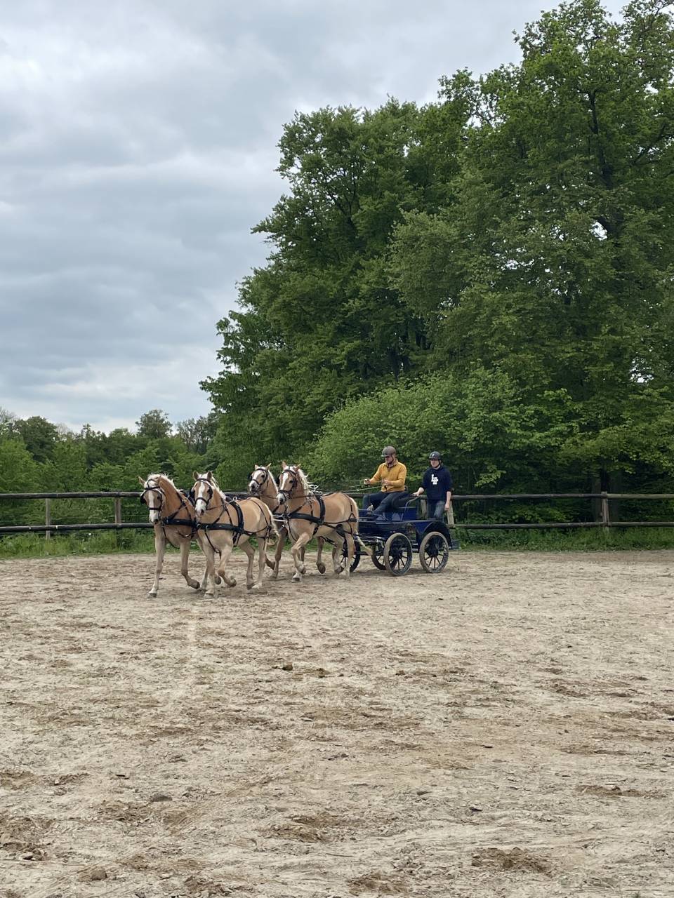 Ruin Haflinger Te koop 2016 Vos