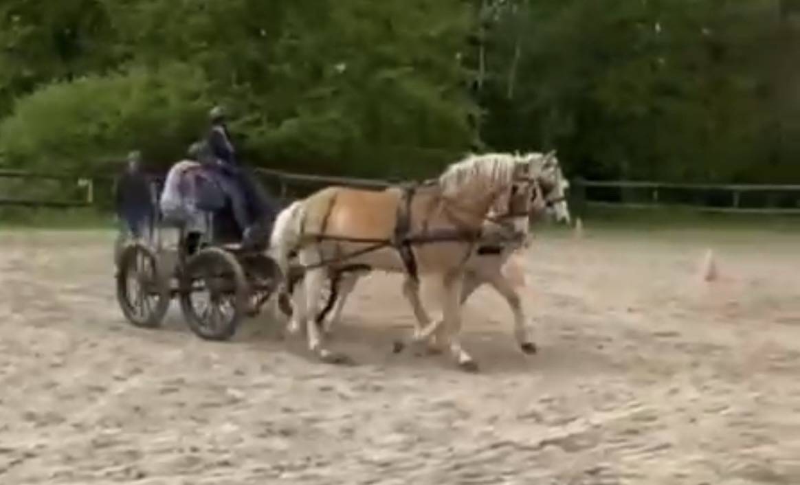 Ruin Haflinger Te koop 2016 Vos