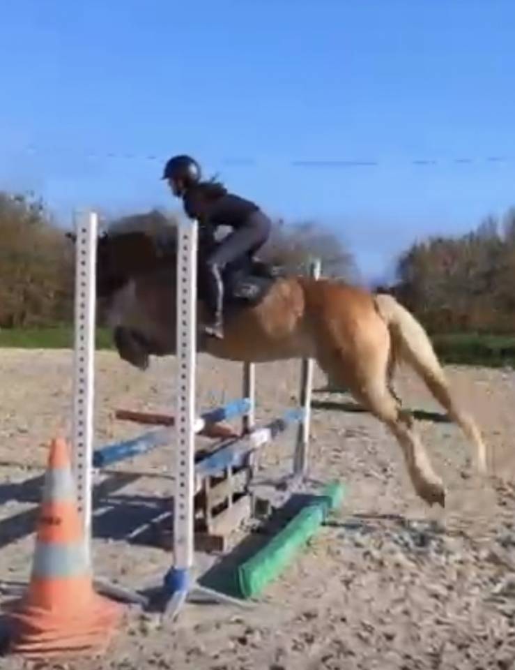 Ruin Haflinger Te koop 2016 Vos