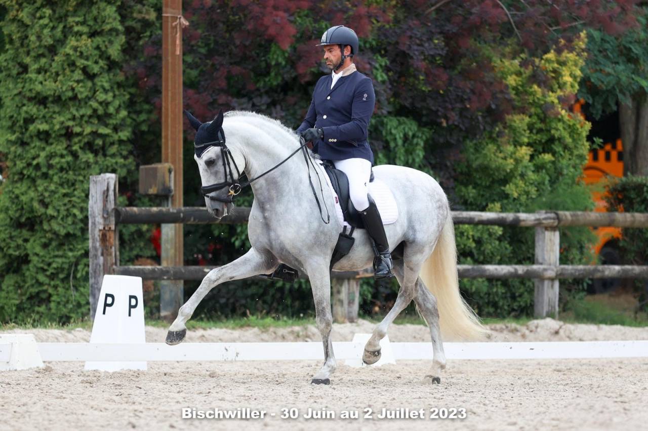 Hengst PRE Puur Ras Spaans Te koop 2011 Wit