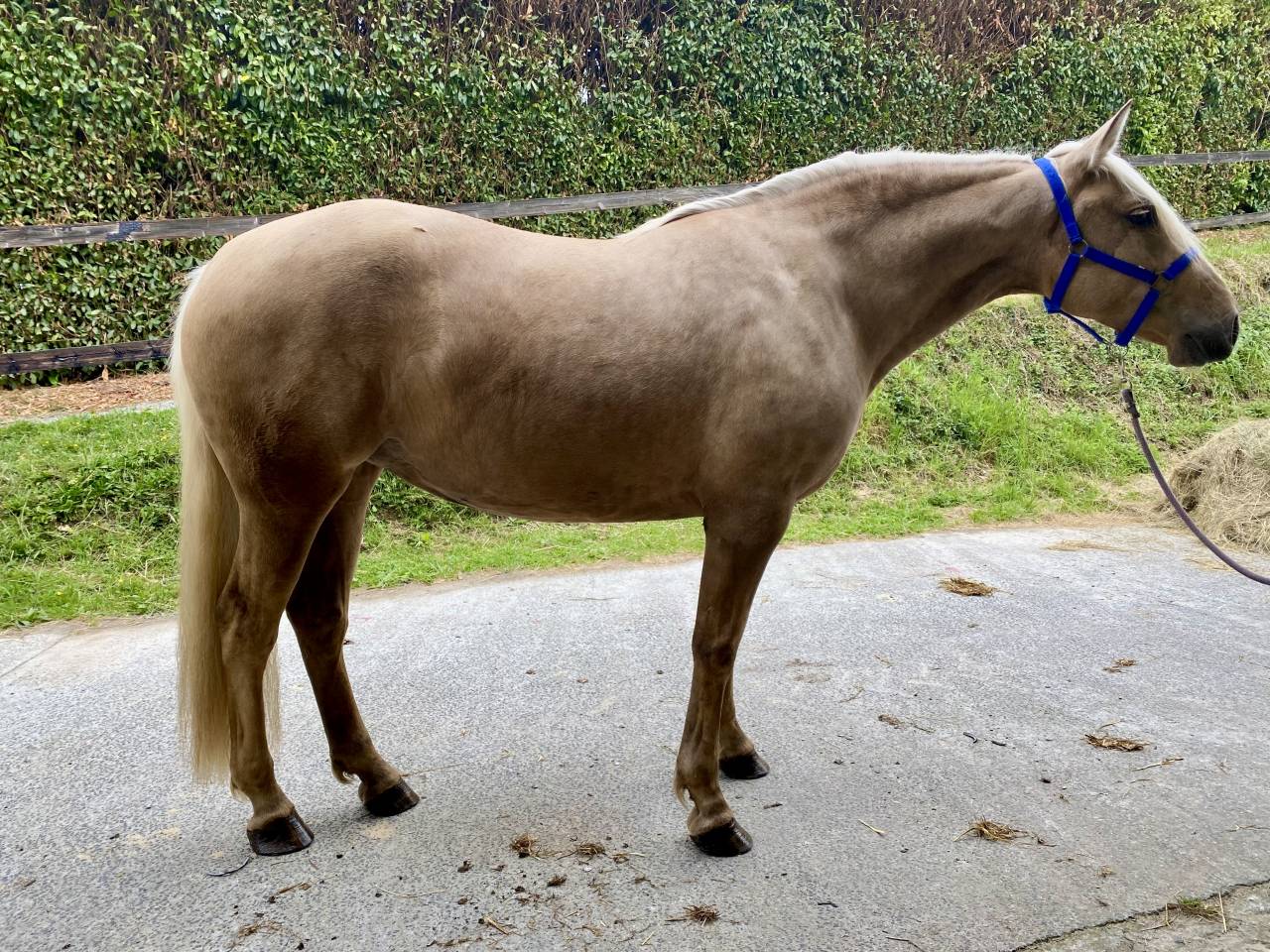 Merrie PRE Puur Ras Spaans Te koop 2021 Palomino