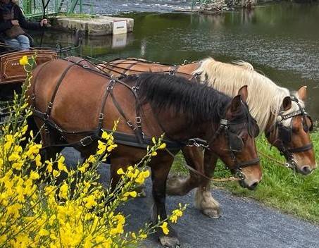 Merrie Comtois Trekpaard Te koop 2012 Donker bruin / bai