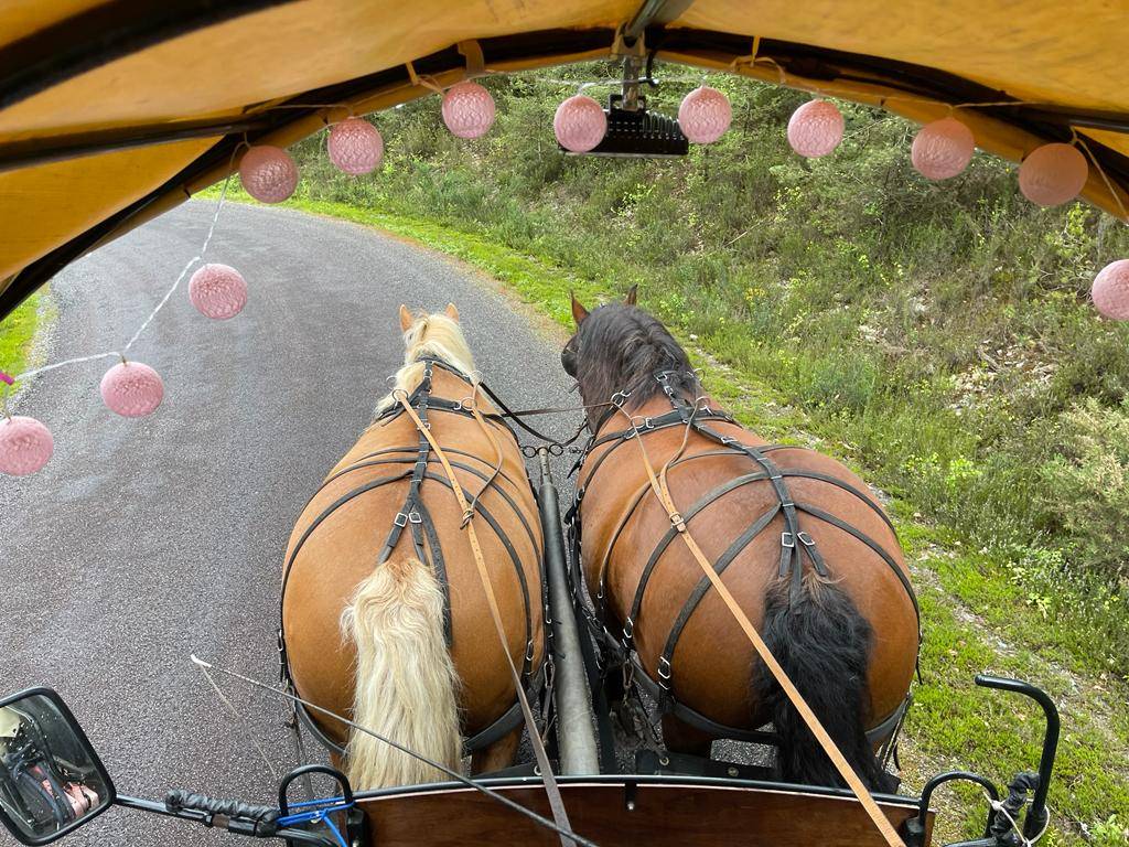 Merrie Comtois Trekpaard Te koop 2012 Donker bruin / bai