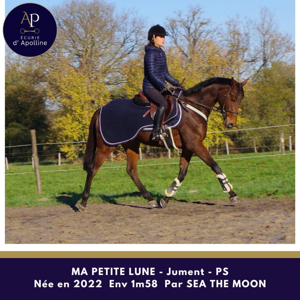 Merrie Volbloed Te koop 2022 Donker bruin / bai ,  Sea the moon