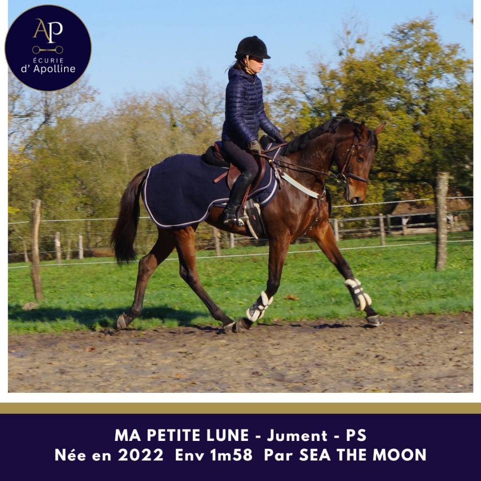 Merrie Volbloed Te koop 2022 Donker bruin / bai ,  Sea the moon