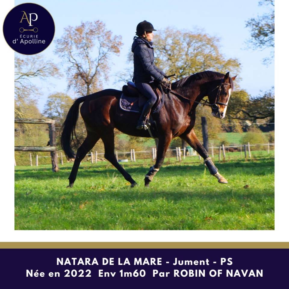 Merrie Volbloed Te koop 2022 Donker bruin / bai