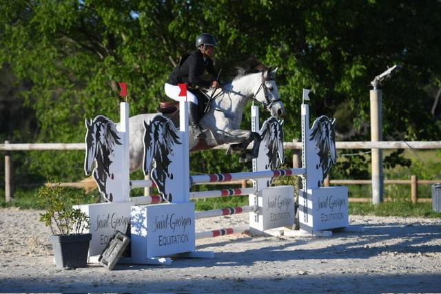 Merrie Connemara Te koop 2017 Schimmel