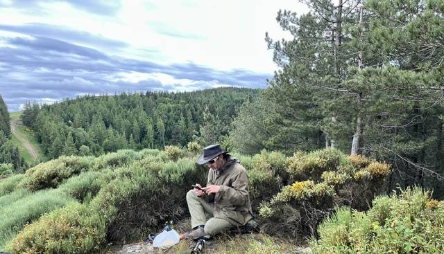 Merrie Connemara Te koop 2017 Schimmel