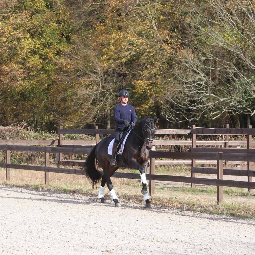 Merrie Oldenburger Te koop 2020 Bruin / Bai ,  BERNAY