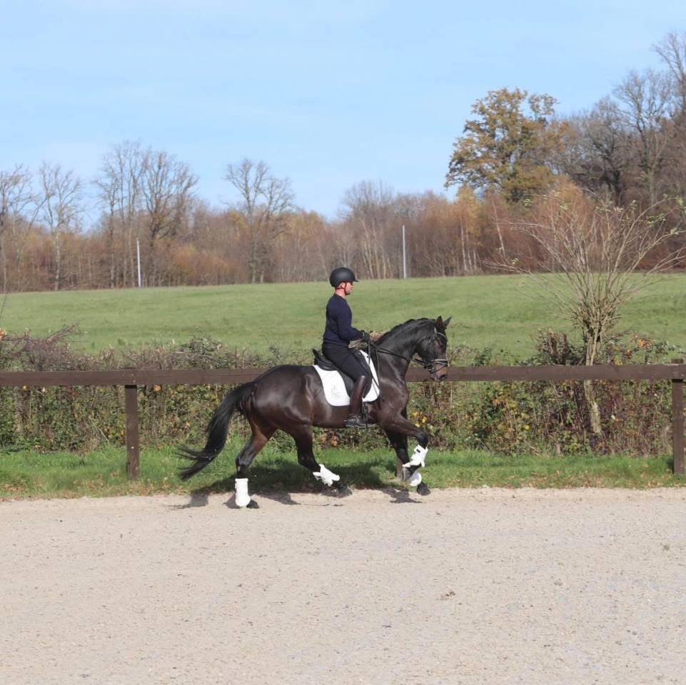 Merrie Oldenburger Te koop 2020 Bruin / Bai ,  BERNAY