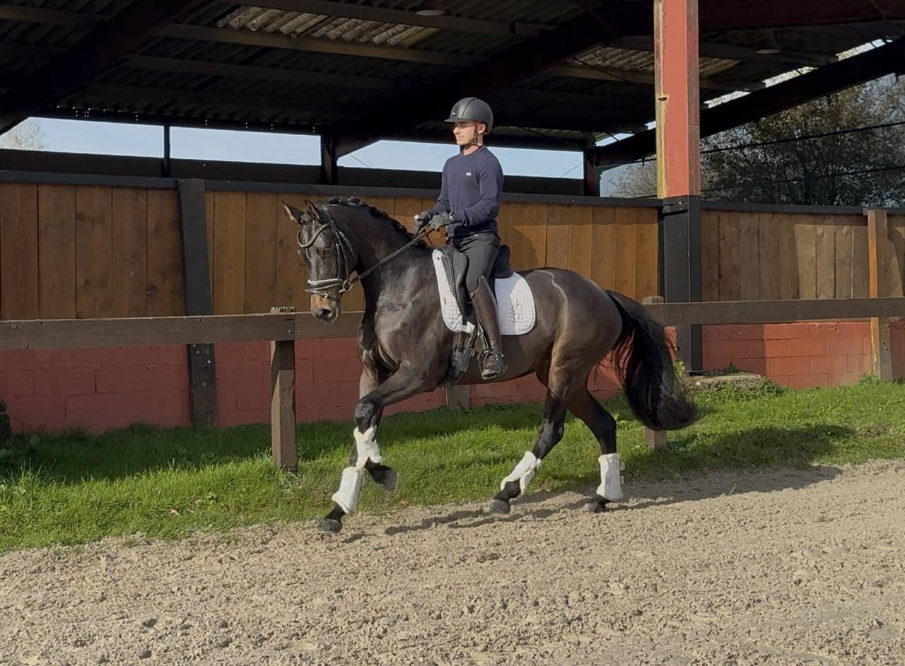 Merrie Oldenburger Te koop 2020 Bruin / Bai ,  BERNAY