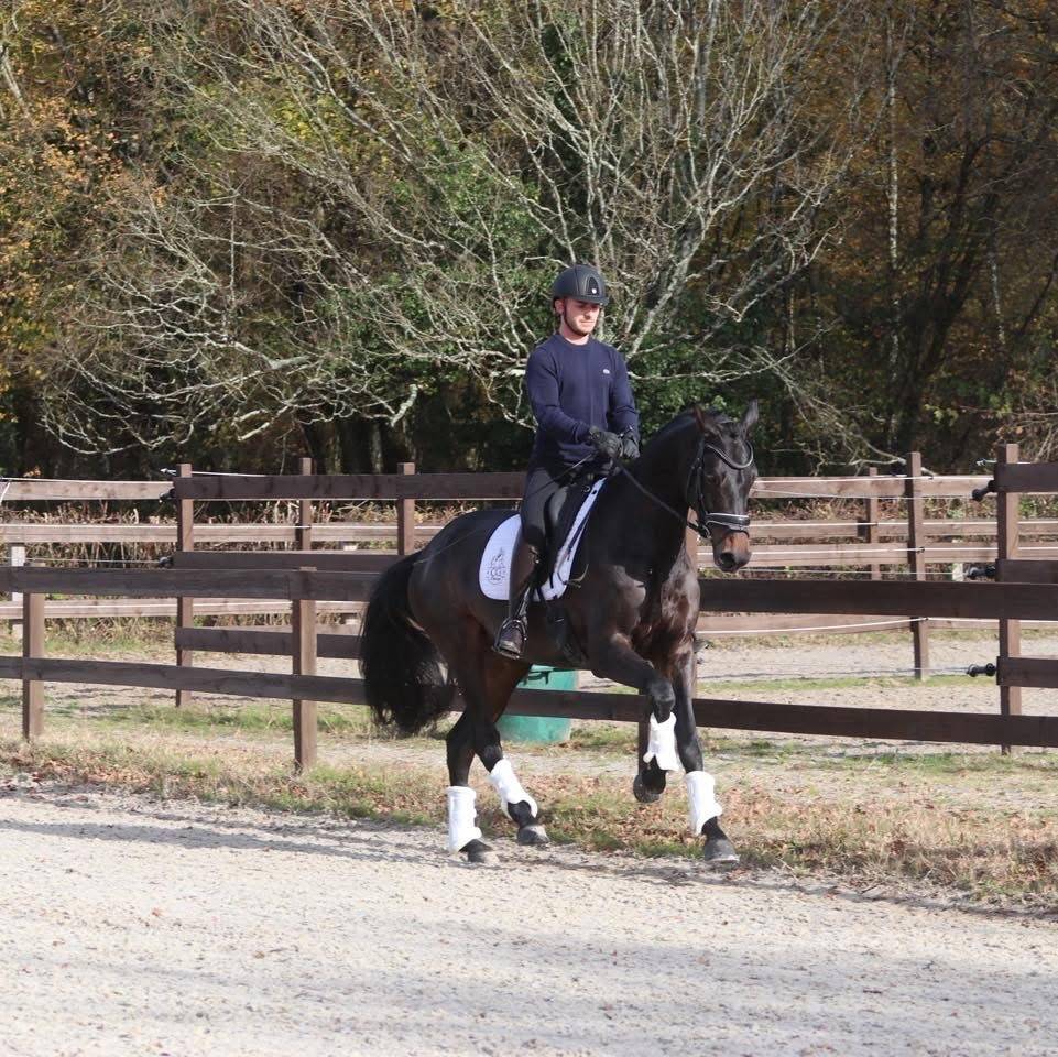 Merrie Oldenburger Te koop 2020 Bruin / Bai ,  BERNAY