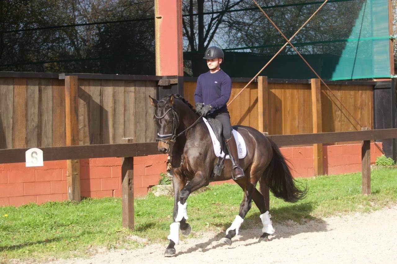 Merrie Oldenburger Te koop 2020 Bruin / Bai ,  BERNAY