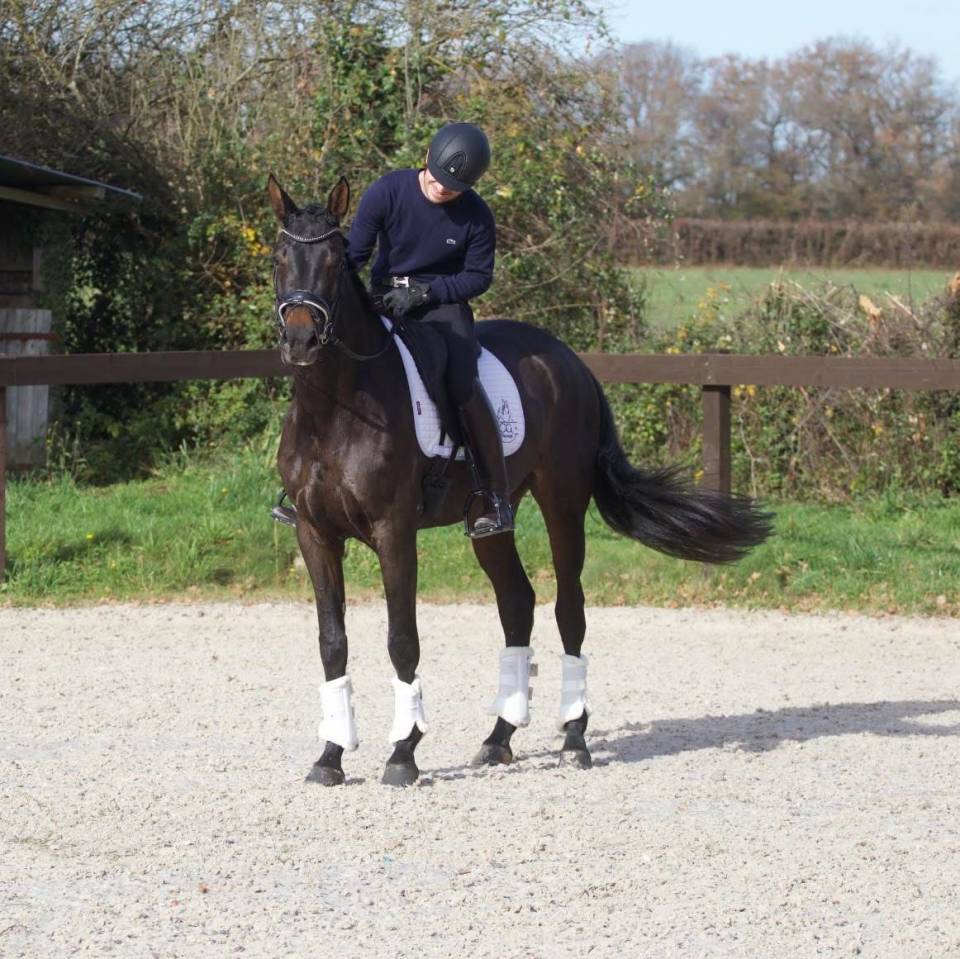 Merrie Oldenburger Te koop 2020 Bruin / Bai ,  BERNAY