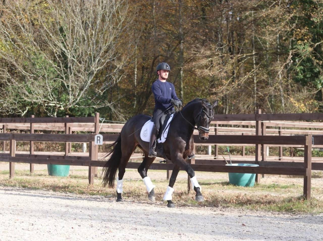 Merrie Oldenburger Te koop 2020 Bruin / Bai ,  BERNAY