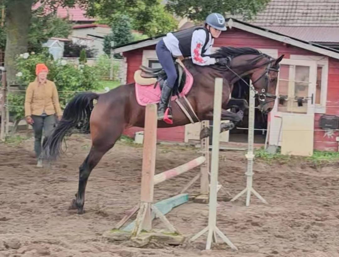Merrie met potentieel, röntgenfoto’s, topafstamming