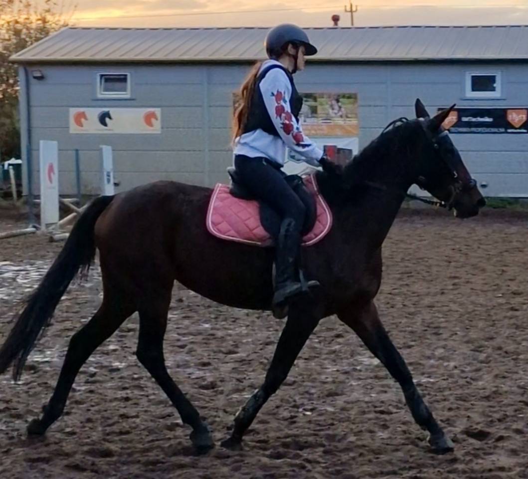 Merrie met potentieel, röntgenfoto’s, topafstamming