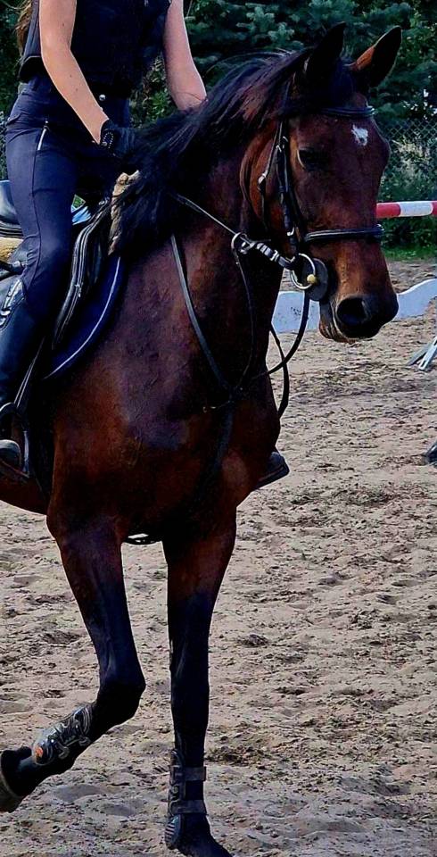 Merrie met potentieel, röntgenfoto’s, topafstamming