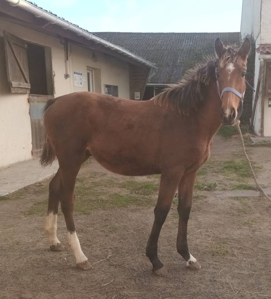 Veulen (ml) Selle Français Te koop 2025 Donker bruin / bai ,  Heracles d'elle