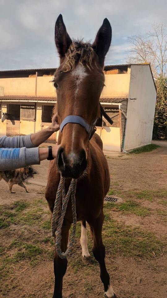 Veulen (ml) Selle Français Te koop 2025 Donker bruin / bai ,  Heracles d'elle