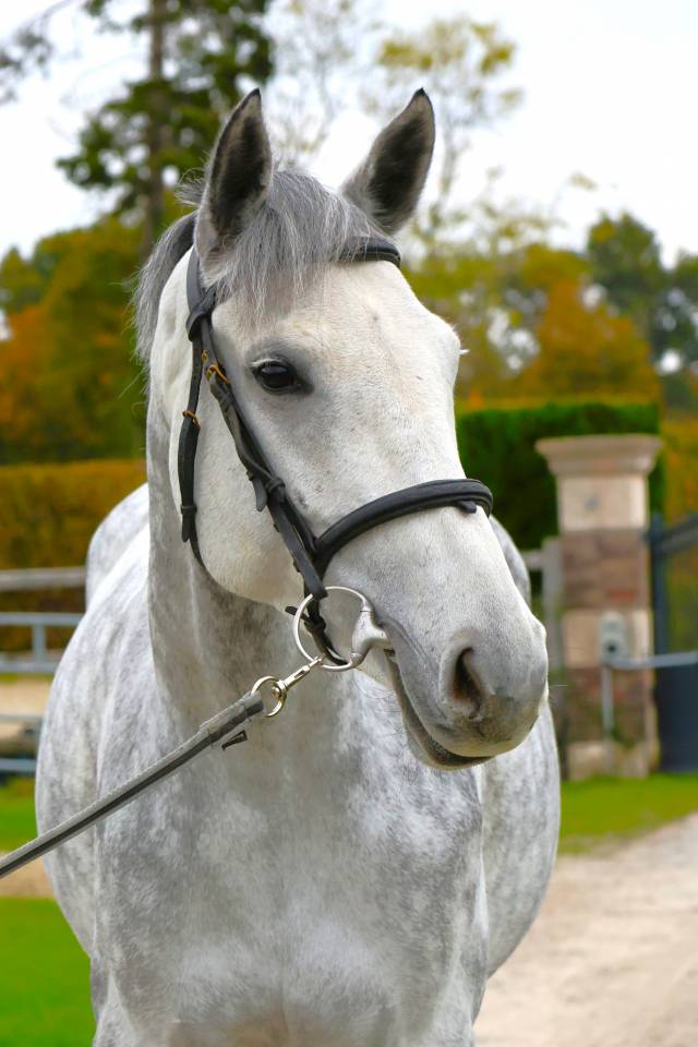 Merrie Zangersheide Te koop 2019 Schimmel ,  Continuum