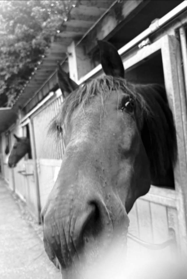 Ruin PRE Puur Ras Spaans Te koop 2014 Bruin / Bai