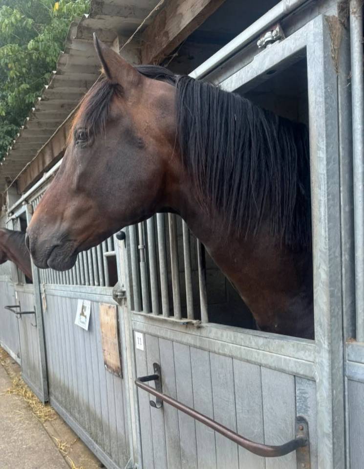 Ruin PRE Puur Ras Spaans Te koop 2014 Bruin / Bai