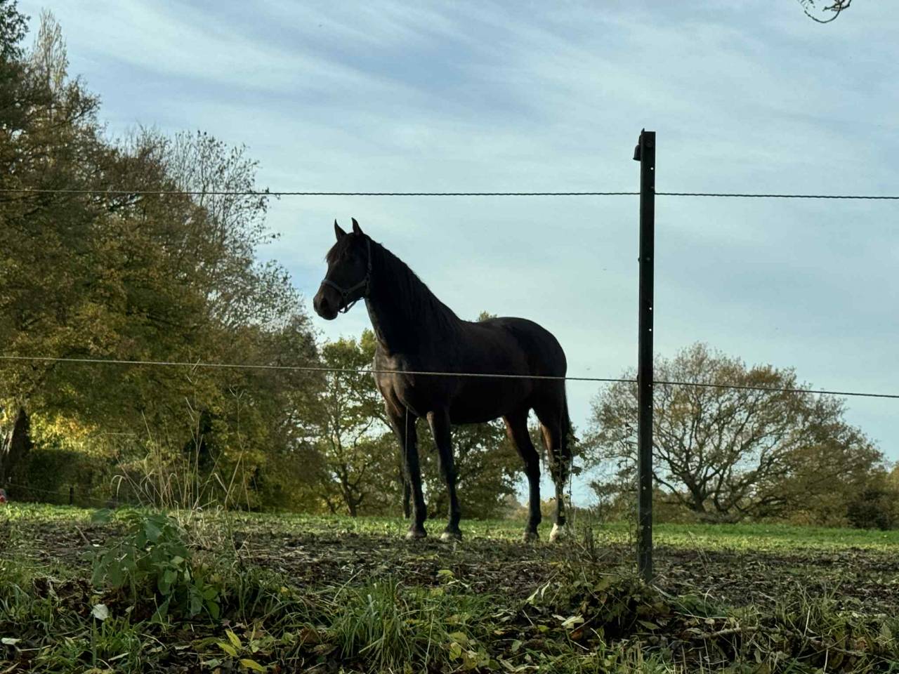 Ruin PRE Puur Ras Spaans Te koop 2014 Bruin / Bai