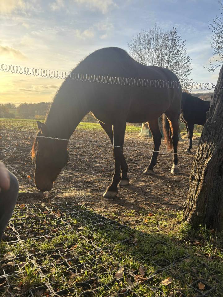 Ruin PRE Puur Ras Spaans Te koop 2014 Bruin / Bai