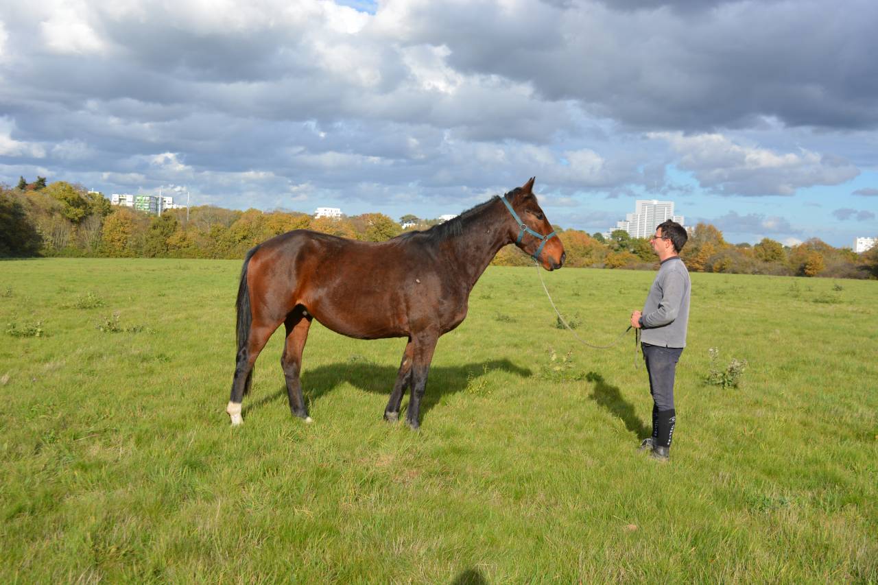 Ruin Selle Français Te koop 2021 Donker bruin / bai