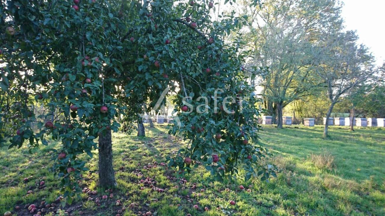 Ander plattelands vastgoed Koop Saône-et-Loire