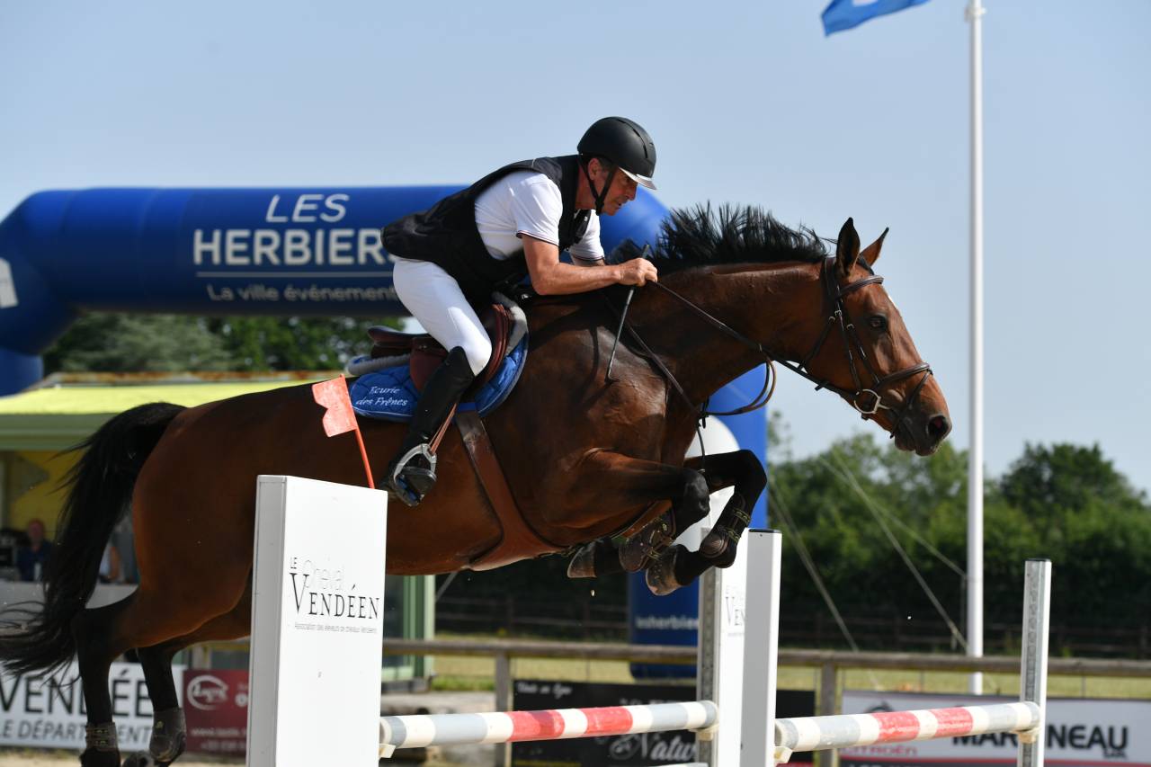 Merrie Selle Français Te koop 2016 Donker bruin / bai ,  URANO DE CARTIGNY