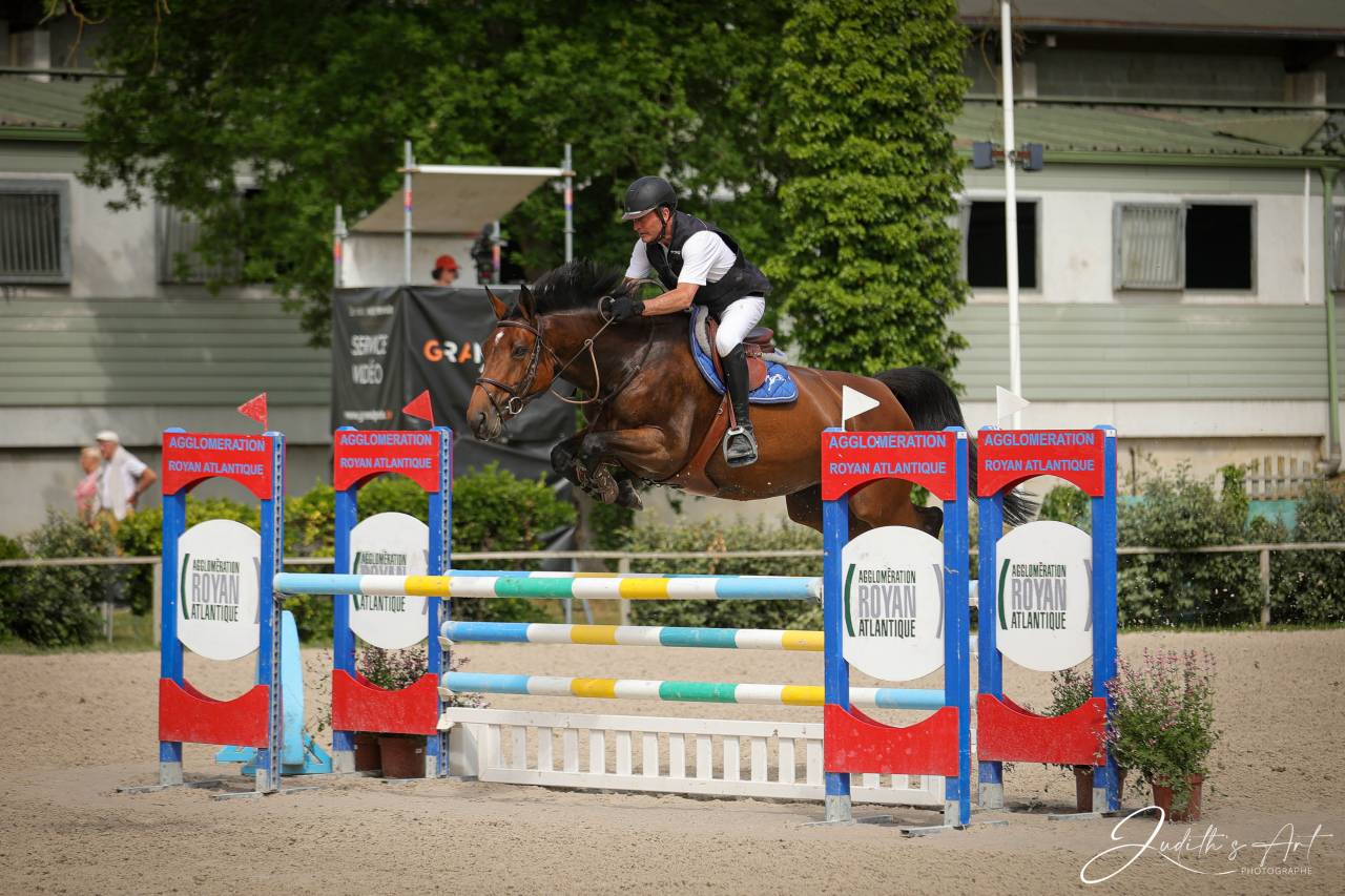 Merrie Selle Français Te koop 2016 Donker bruin / bai ,  URANO DE CARTIGNY