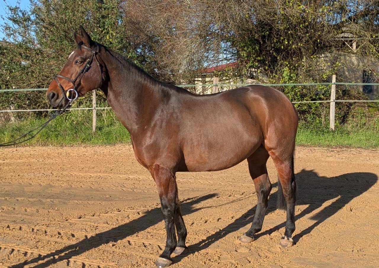 Merrie Selle Français Te koop 2016 Donker bruin / bai ,  URANO DE CARTIGNY