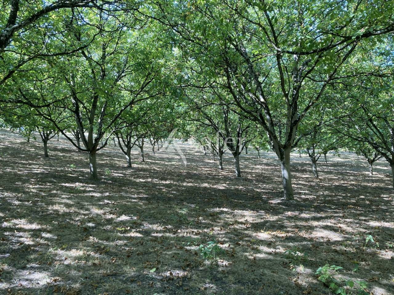 Landbouw bedrijf Koop Lot-et-Garonne