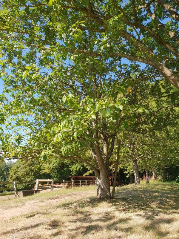 Hippisch vastgoed Koop Orne