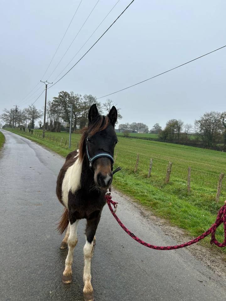 Hengst Bekend ras Te koop 2024 Bont