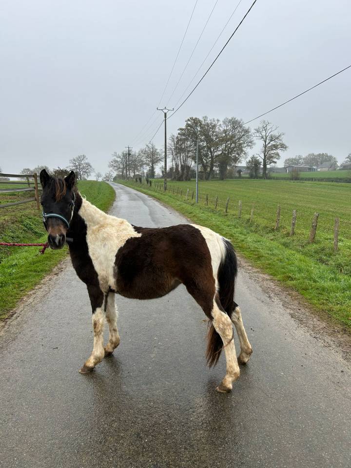 Hengst Bekend ras Te koop 2024 Bont