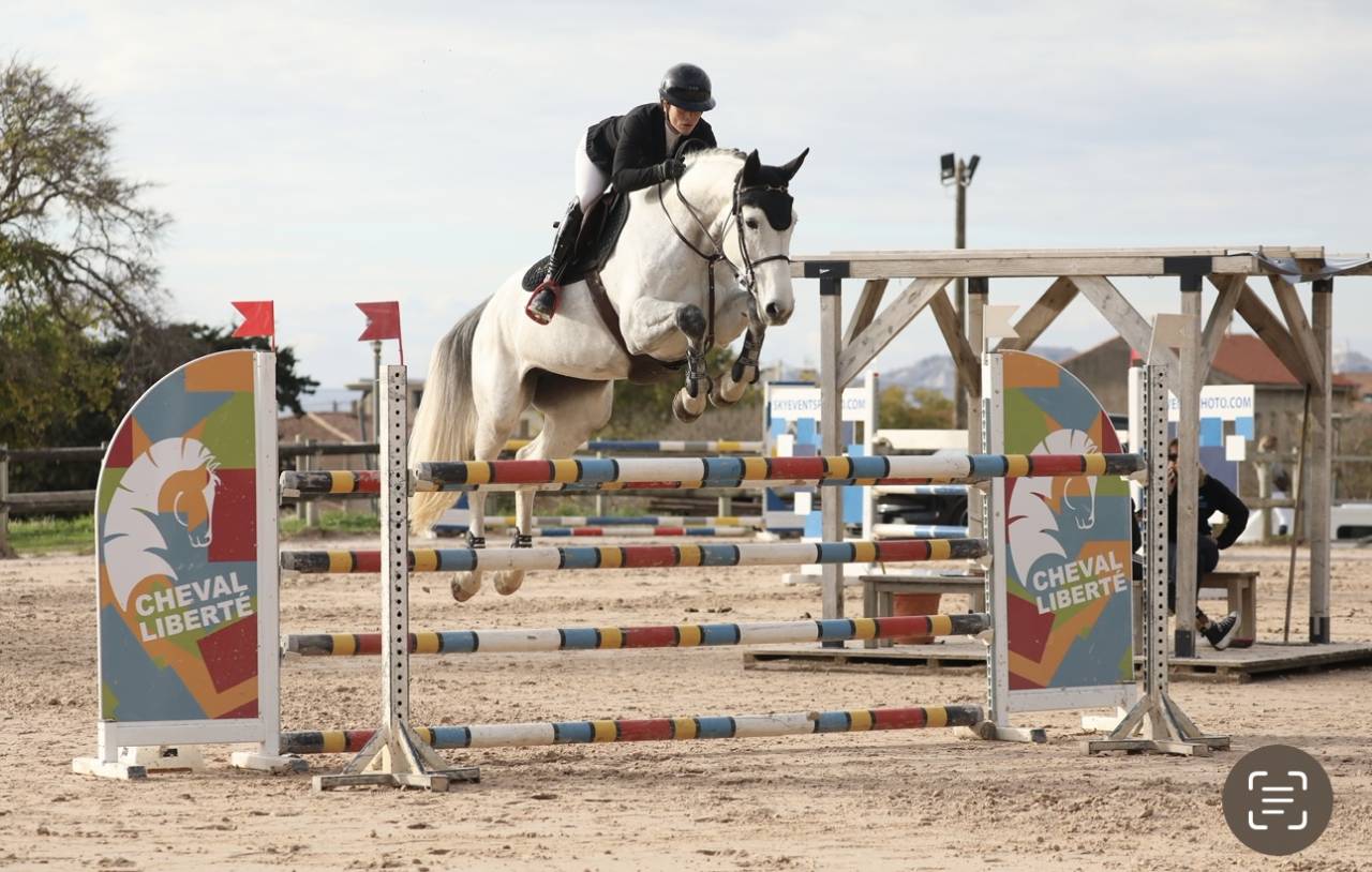 Merrie Selle Français Te koop 2019 Schimmel