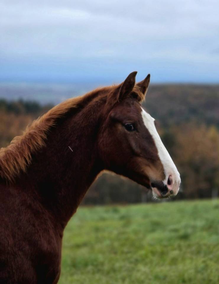 Veulen (ml) Selle Français Te koop 2025 Vos