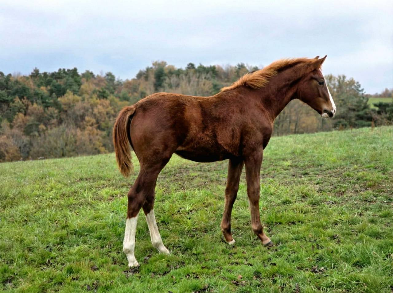 Veulen (ml) Selle Français Te koop 2025 Vos