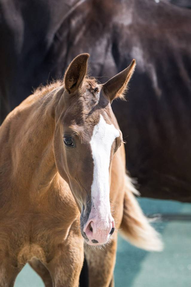 Veulen (ml) Selle Français Te koop 2025 Vos