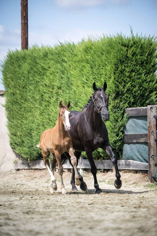 Veulen (ml) Selle Français Te koop 2025 Vos