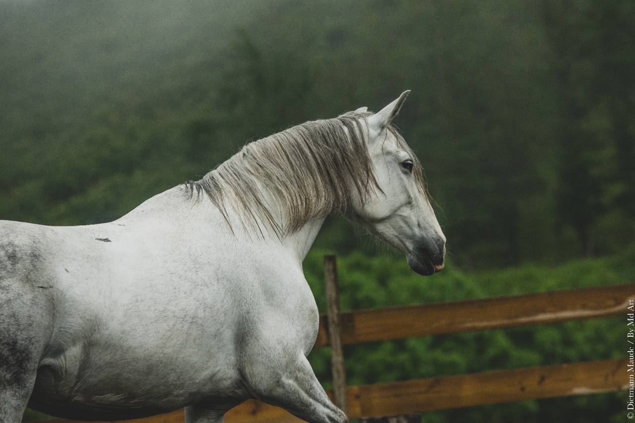 Merrie PRE Puur Ras Spaans Te koop 2018 Schimmel